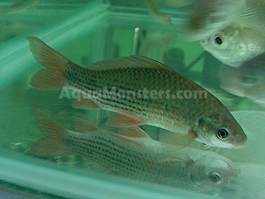 Osteochilus Hasseltii