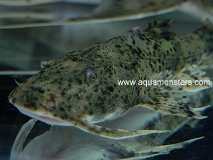 humphead glassfish humphead glassfish